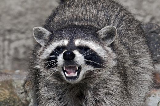 feature-raccoons2_520.jpg