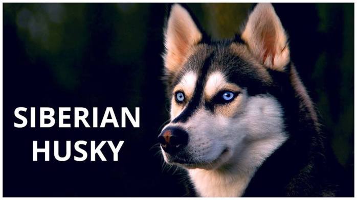 22046645_2028489704104407_1596237217580152932_n