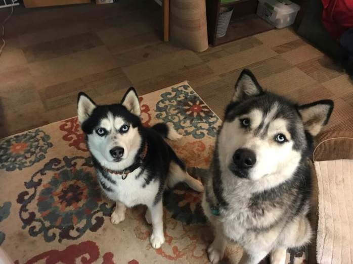 28276517_2097401340546576_3378847806008644304_n