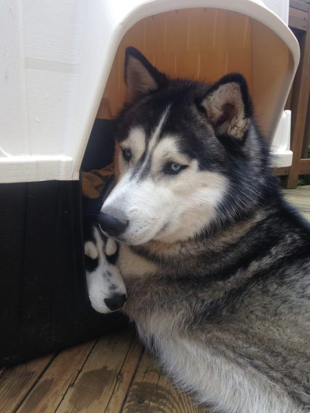 12804863_1722058151414232_7213683811418096573_n