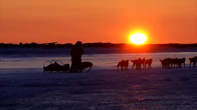 iditarod-46-pre-race-feature.jpg