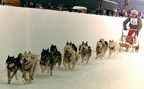 1982 Truckee, CA. Tchychkoff &amp; Beowulf in lead